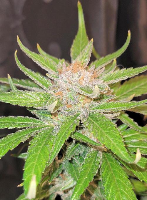 Retsuko's Afterwork Rage Run. Week 17