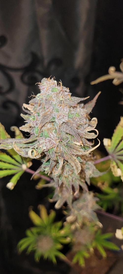 Dexter’s Growbroratory. Week 17 - Dexter