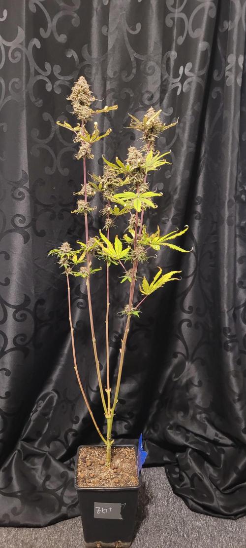 Dexter’s Growbroratory. Week 17 - Dexter