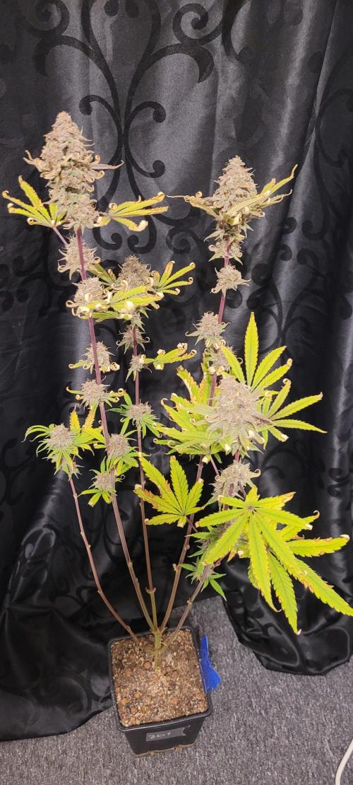 Dexter’s Growbroratory. Week 17 - Dexter