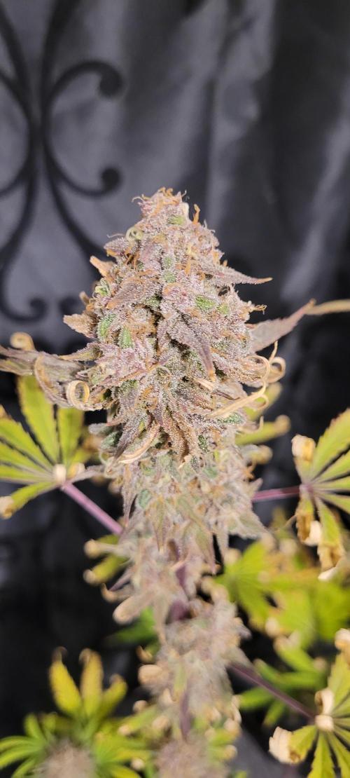 Dexter’s Growbroratory. Week 17 - Dexter