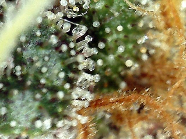 Dexter’s Growbroratory. Week 17 - Dexter