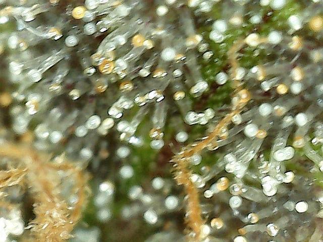 Dexter’s Growbroratory. Week 17 - Dexter