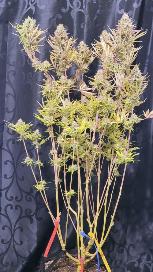 Dexter’s Growbroratory. Week 17 - Dee Dee