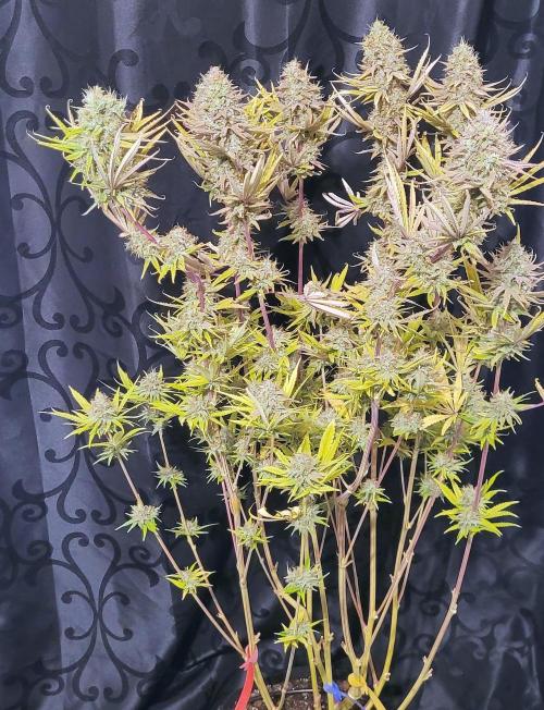 Dexter’s Growbroratory. Week 17 - Dee Dee