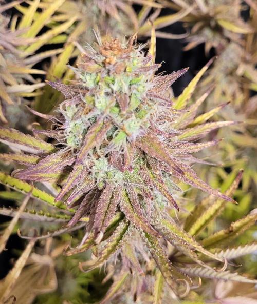 Dexter’s Growbroratory. Week 17 - Heavy crispy burn on the tip