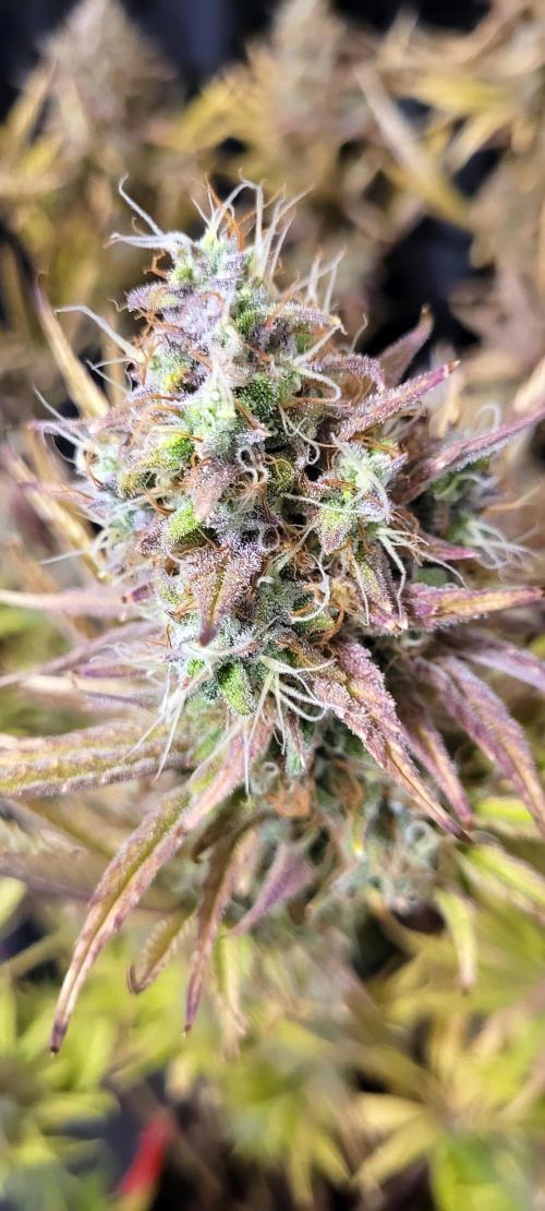 Dexter’s Growbroratory. Week 17 - Dee Dee