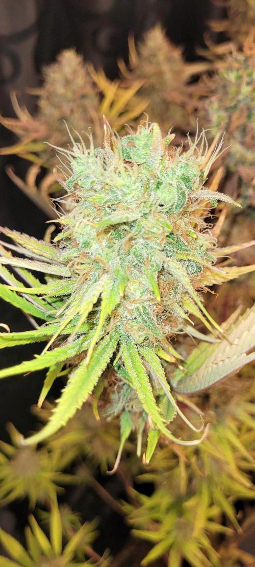 Dexter’s Growbroratory. Week 17 - Dee Dee