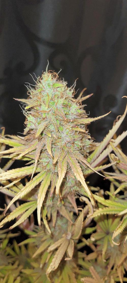 Dexter’s Growbroratory. Week 17 - Dee Dee