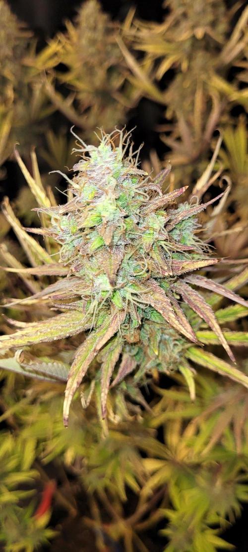 Dexter’s Growbroratory. Week 17 - Dee Dee