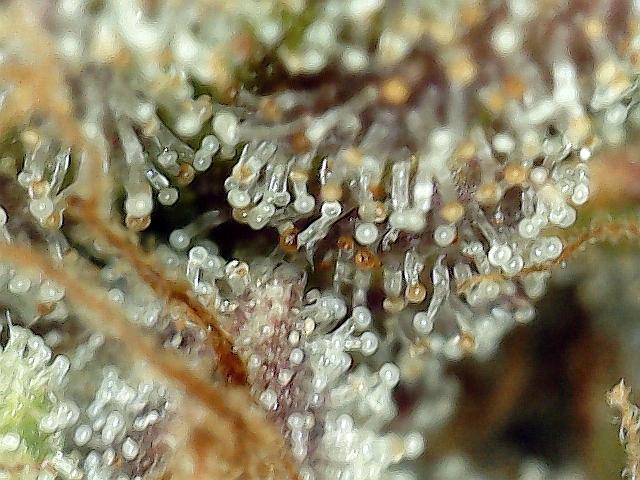 Dexter’s Growbroratory. Week 17 - Dee Dee