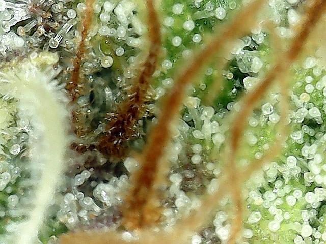 Dexter’s Growbroratory. Week 17 - Dee Dee