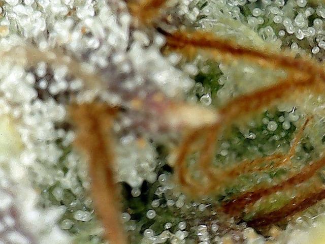 Dexter’s Growbroratory. Week 17 - Dee Dee