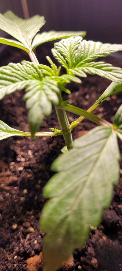 Holy Cow - Cred Jungle Punch. Week 2