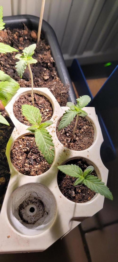 LEXX: Into the Dark Zone. Week 1