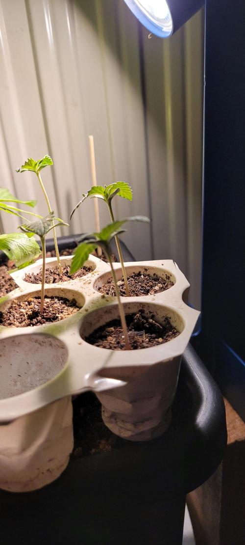 LEXX: Into the Dark Zone. Week 1