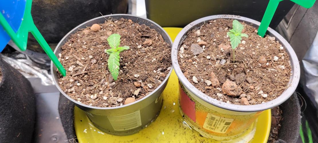 LEXX: Into the Dark Zone. Week 1