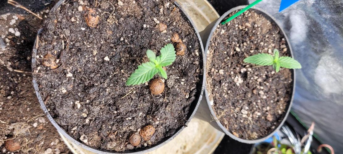 LEXX: Into the Dark Zone. Week 1