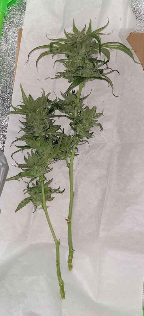 Retsuko's Afterwork Rage Run. Week 17 - Wet