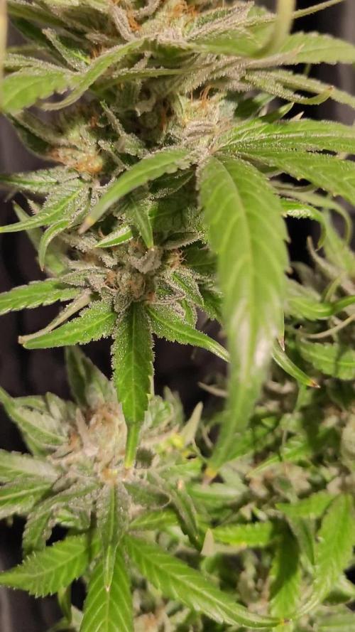 Retsuko's Afterwork Rage Run