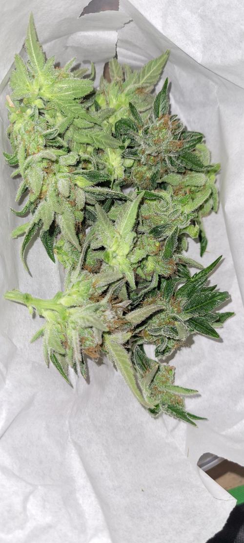 Retsuko's Afterwork Rage Run. Week 17 - Wet