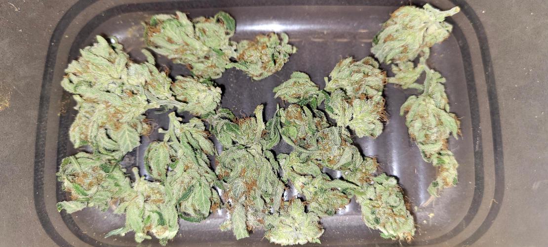 Retsuko's Afterwork Rage Run. Week 17 - Dry