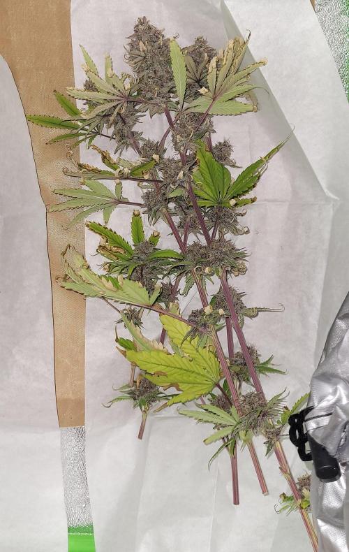 Dexter’s Growbroratory. Week 18 - Dexter