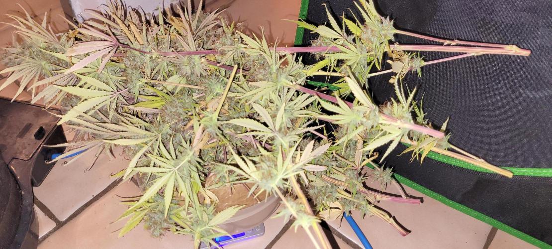 Dexter’s Growbroratory. Week 18 - DeeDee