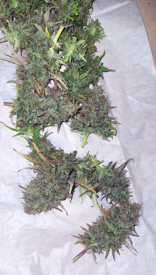 Dexter’s Growbroratory. Week 18 - Dexter wet