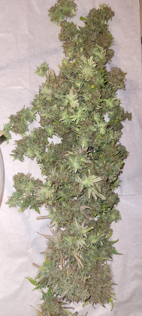 Dexter’s Growbroratory. Week 18 - DeeDee wet