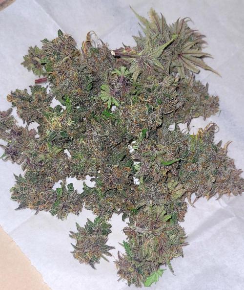 Dexter’s Growbroratory. Week 18 - DeeDee wet