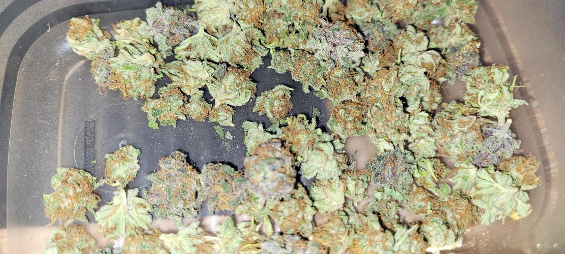 Dexter’s Growbroratory. Week 18 - 10g Popcorn