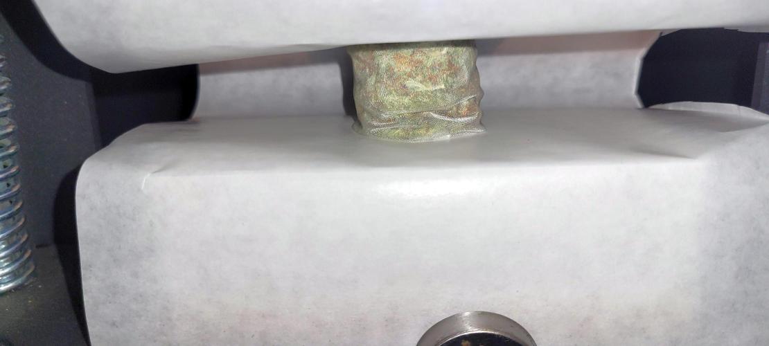 Dexter’s Growbroratory. Week 18 - Popcorn