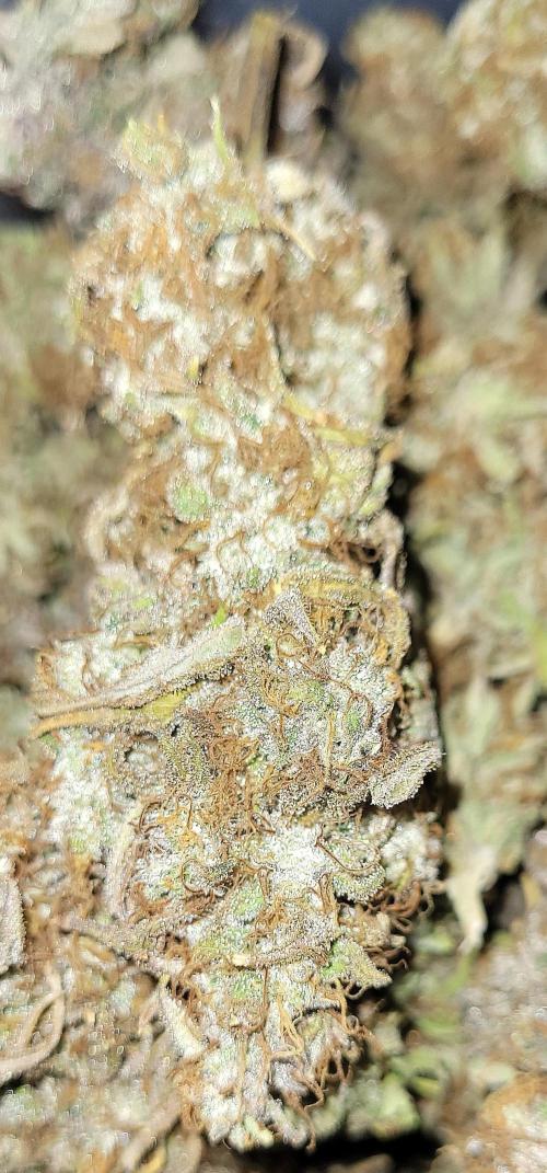 Dexter’s Growbroratory. Week 18 - Dry