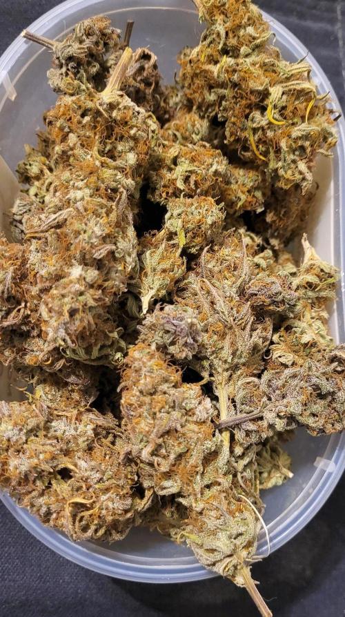 Dexter’s Growbroratory. Week 18 - Dry