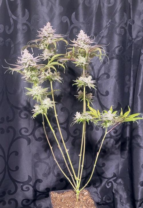 Attack on Trichomes. Week 17