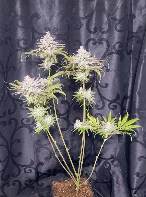 Attack on Trichomes. Week 17