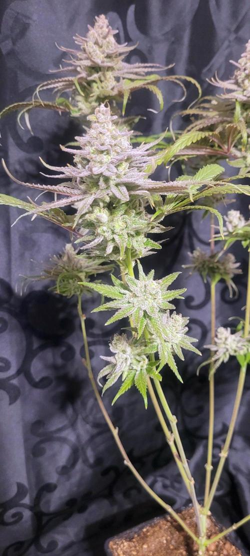 Attack on Trichomes. Week 17