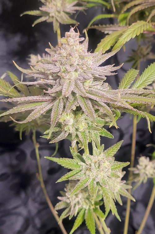 Attack on Trichomes. Week 17