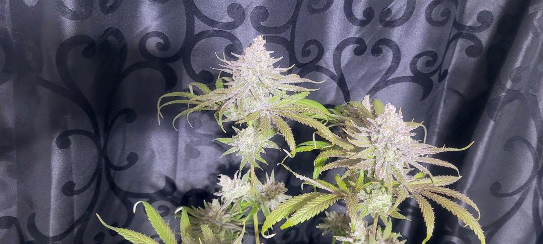 Attack on Trichomes. Week 17