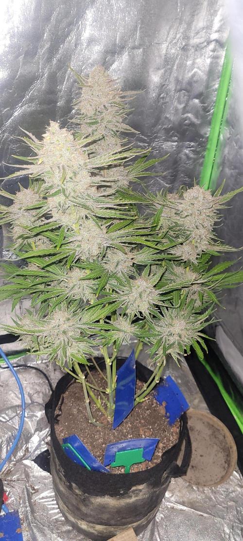 Smells like Terpvana. Week 17