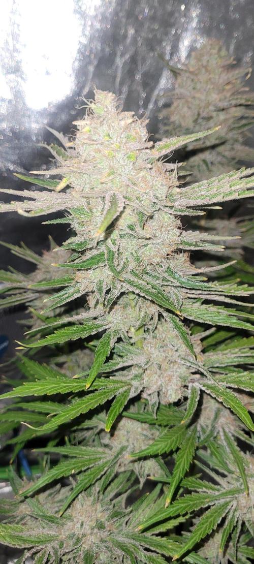 Smells like Terpvana. Week 17