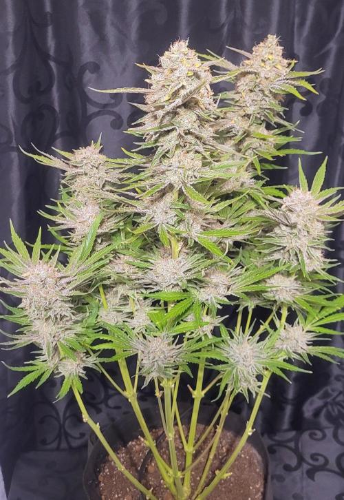 Smells like Terpvana. Week 17