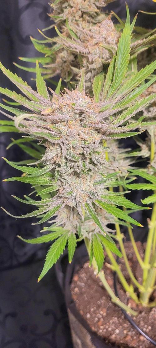 Smells like Terpvana. Week 17