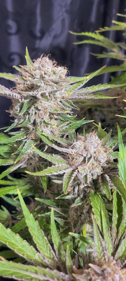 Smells like Terpvana. Week 17