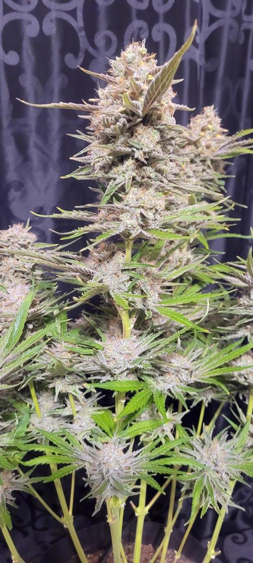 Smells like Terpvana. Week 17