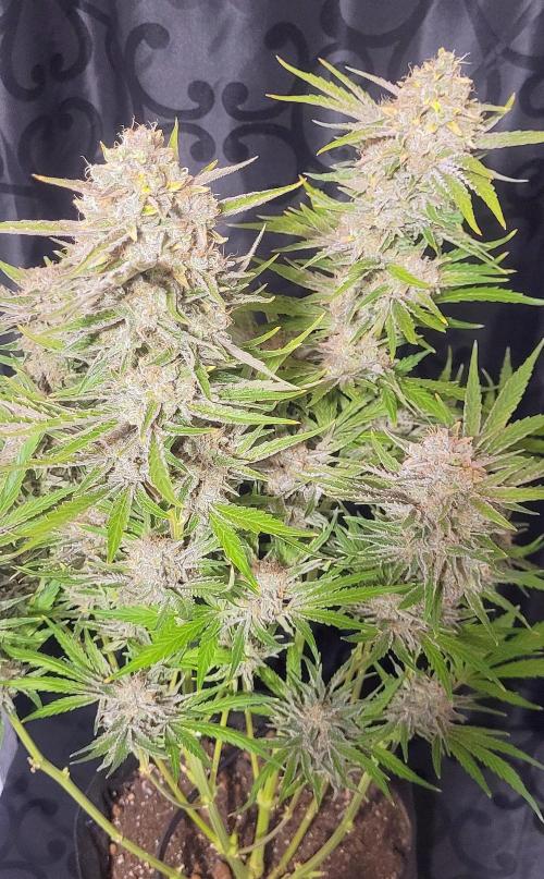 Smells like Terpvana. Week 17