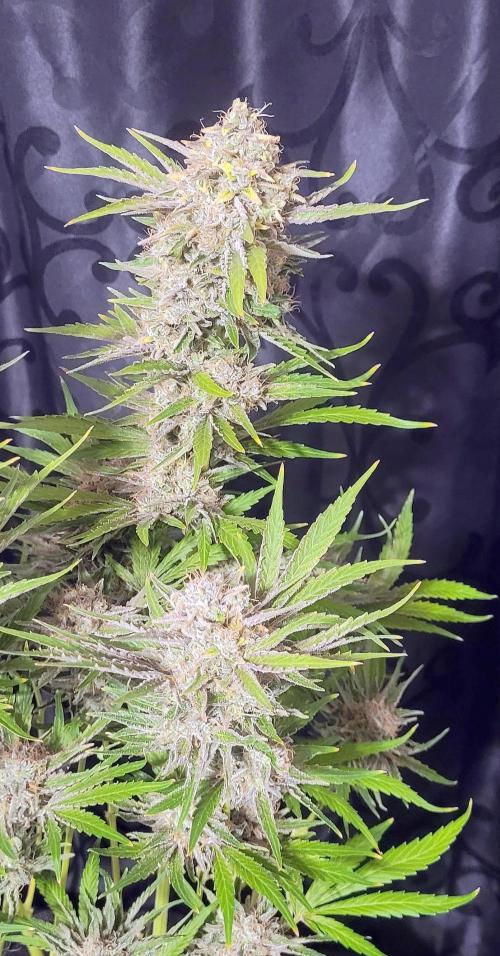 Smells like Terpvana. Week 17