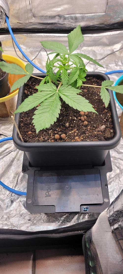 Holy Cow - Cred Jungle Punch. Week 3