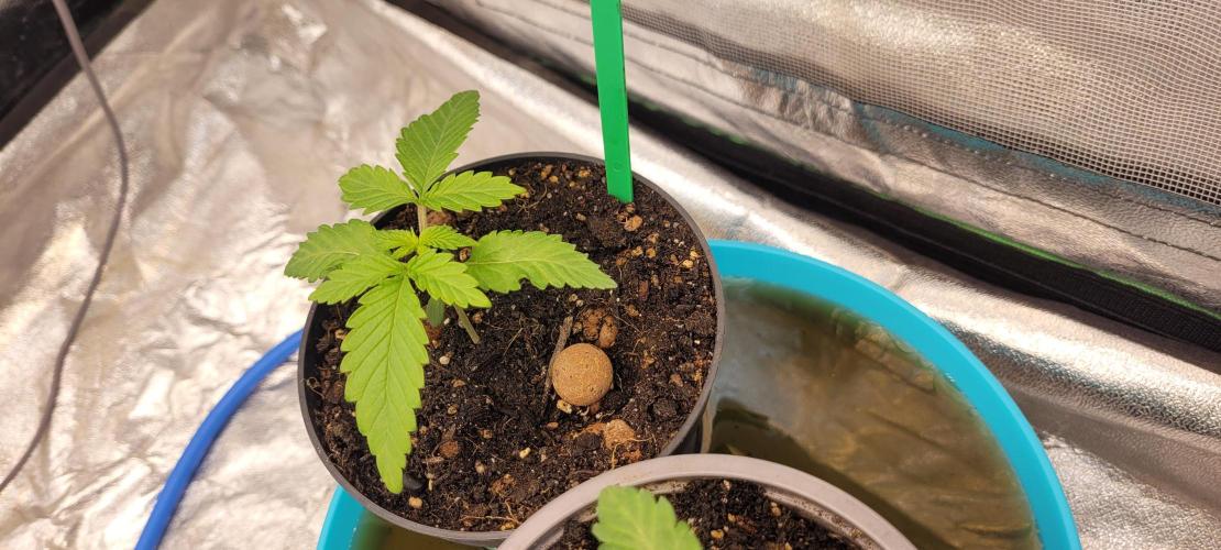 LEXX: Into the Dark Zone. Week 2